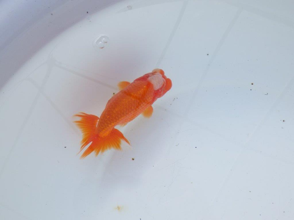 【愛知 石黒英明 氏】タネにお勧めの尾！明け二歳らんちゅう 約12㎝オス？