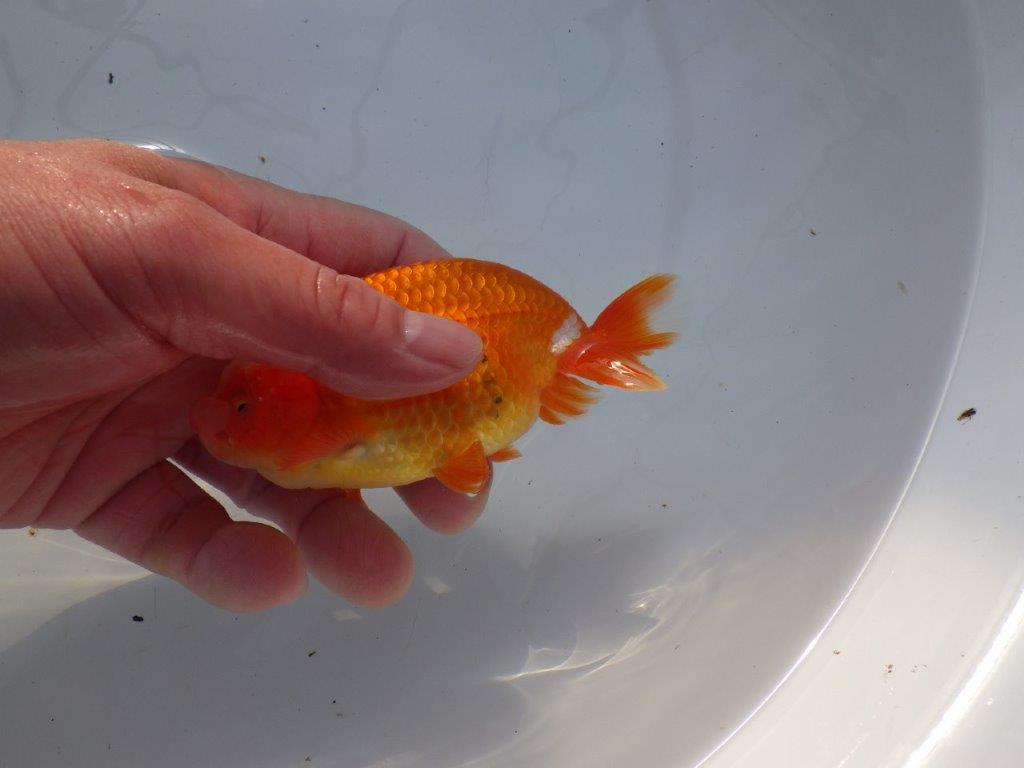 【愛知 石黒英明 氏】タネにお勧めの尾！明け二歳らんちゅう 約12㎝オス？