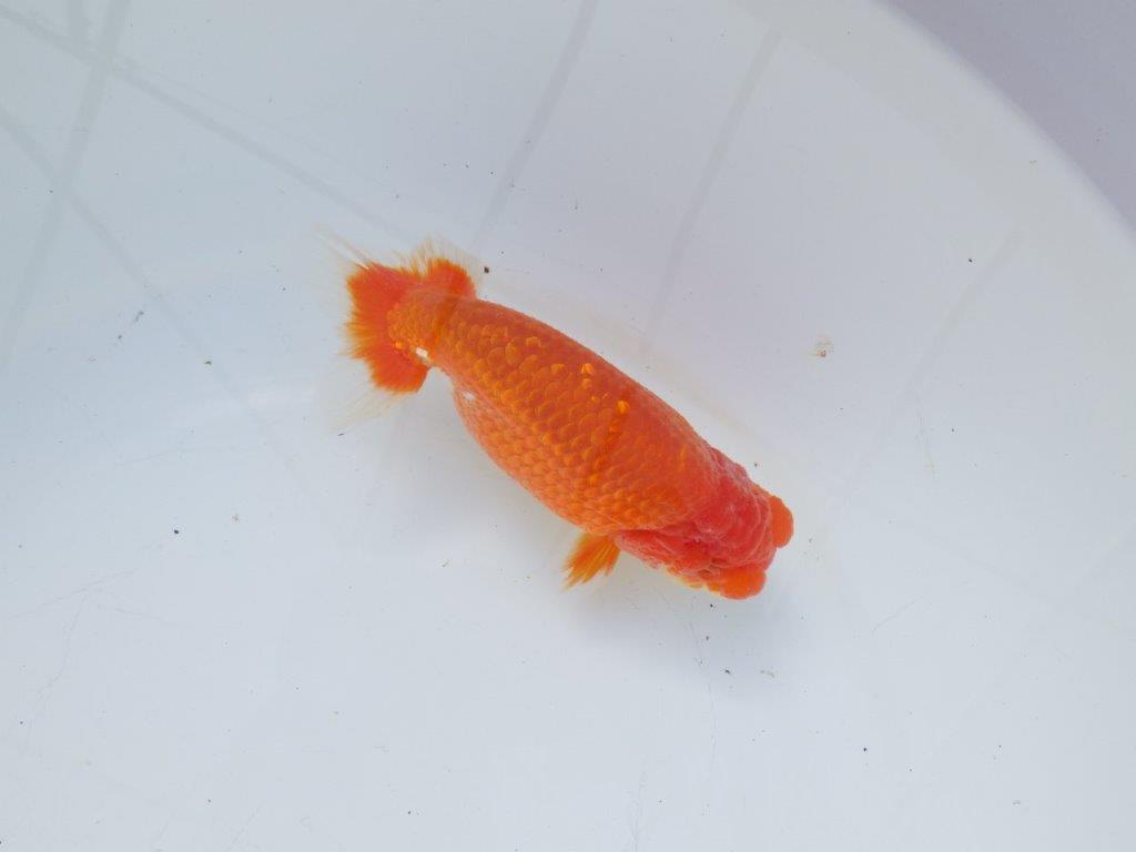 【愛知 石黒英明 氏】おすすめ！明け二歳らんちゅう 約14㎝オス？