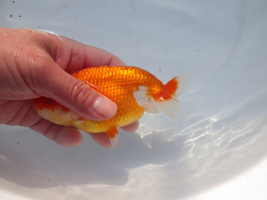 【愛知 石黒英明 氏】おすすめ！明け二歳らんちゅう 約14㎝オス？