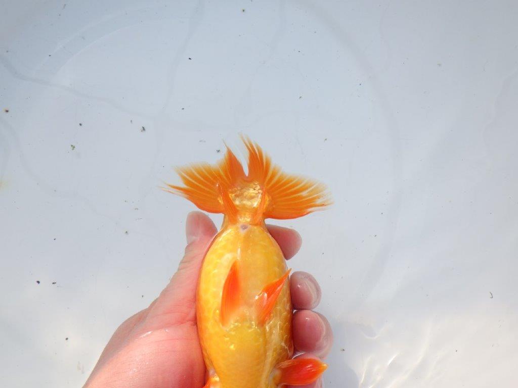 【愛知 石黒英明 氏】雰囲気が良い！！明け二歳らんちゅう 約15㎝オス？