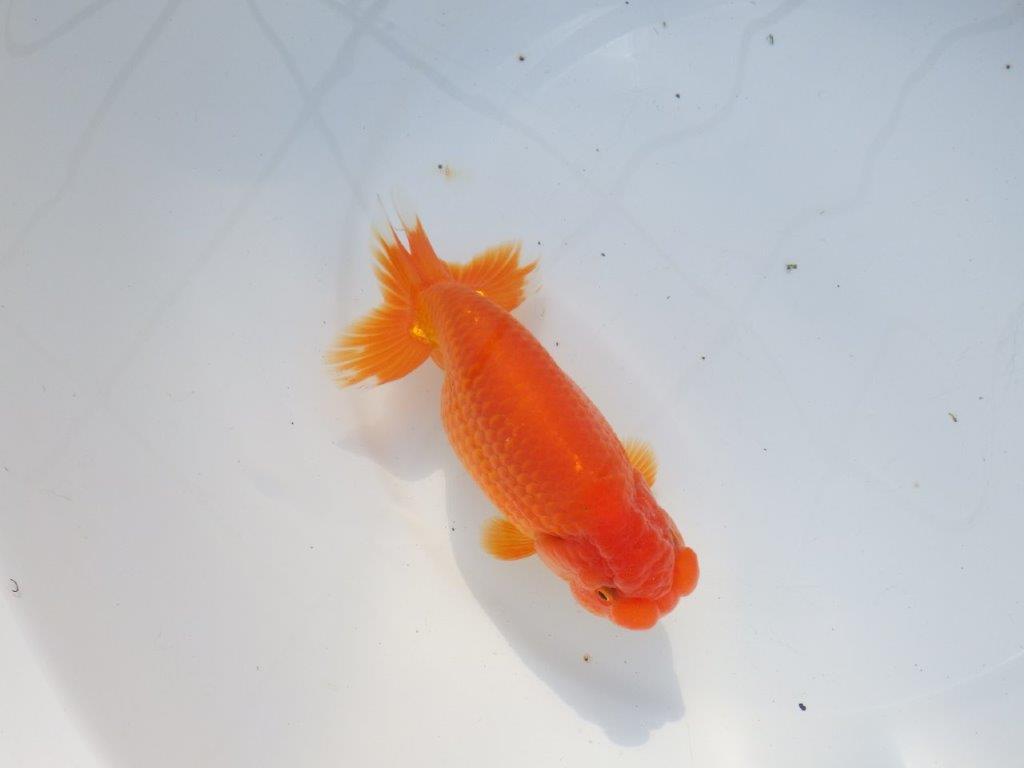 【愛知 石黒英明 氏】雰囲気が良い！！明け二歳らんちゅう 約15㎝オス？