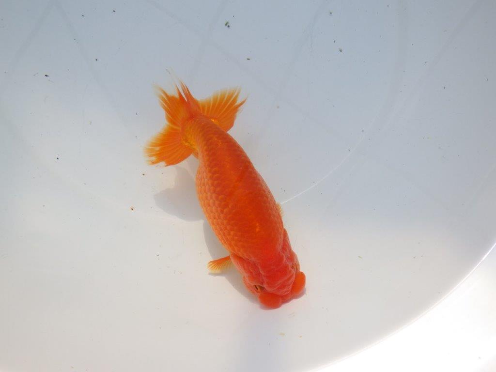 【愛知 石黒英明 氏】雰囲気が良い！！明け二歳らんちゅう 約15㎝オス？