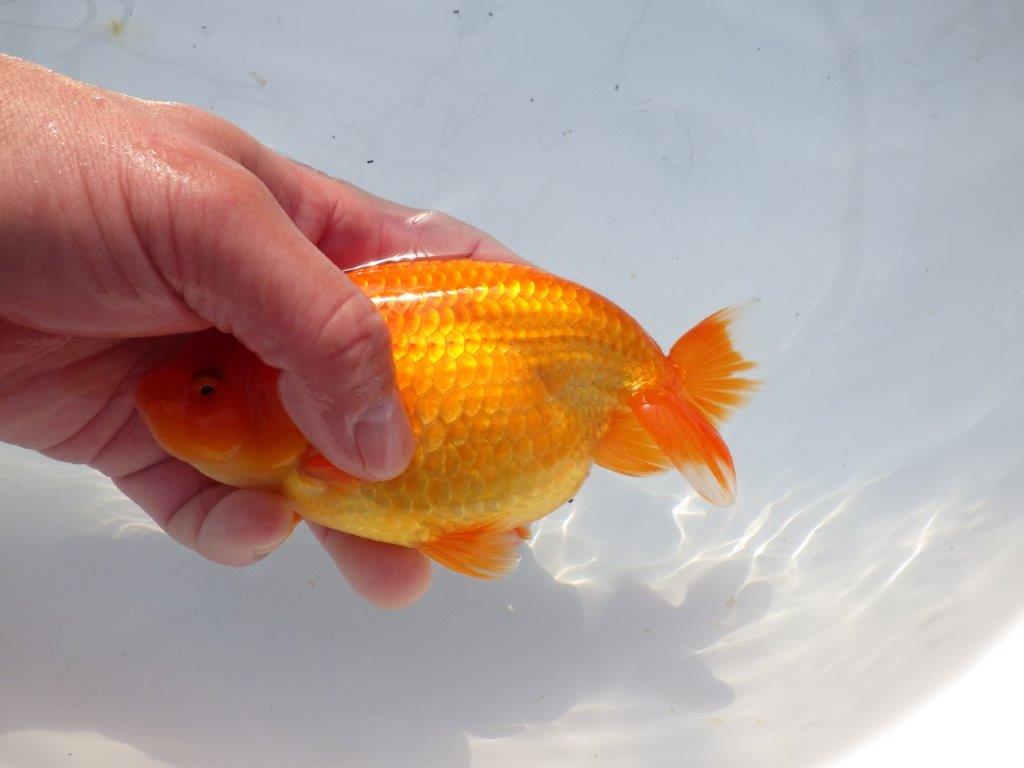 【愛知 石黒英明 氏】雰囲気が良い！！明け二歳らんちゅう 約15㎝オス？