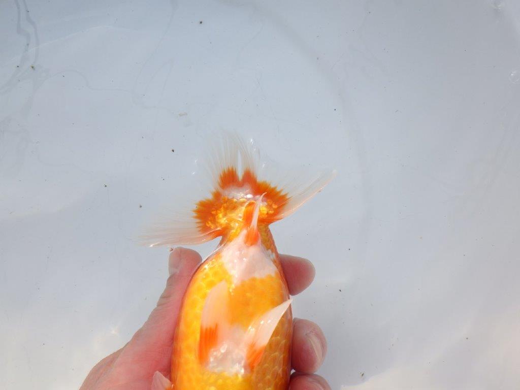 【愛知 石黒英明 氏】迫力のサイズ感！！明け二歳らんちゅう 約16㎝メス？