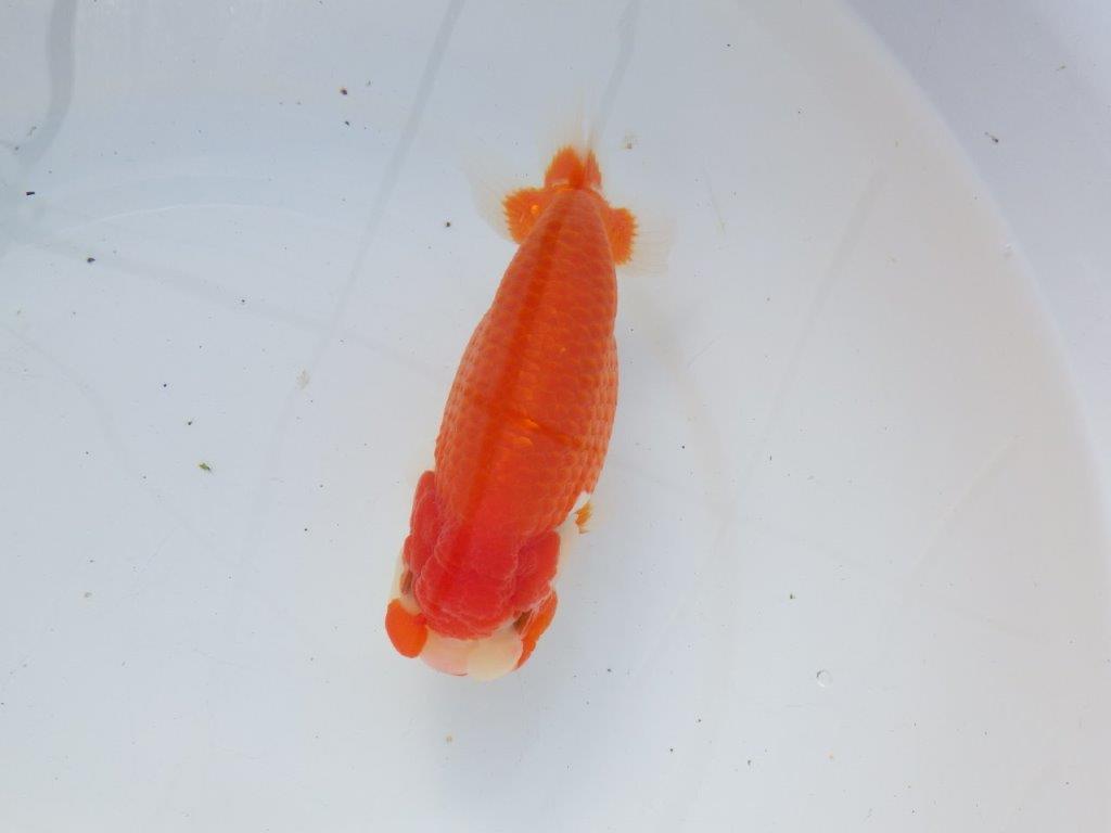 【愛知 石黒英明 氏】迫力のサイズ感！！明け二歳らんちゅう 約16㎝メス？