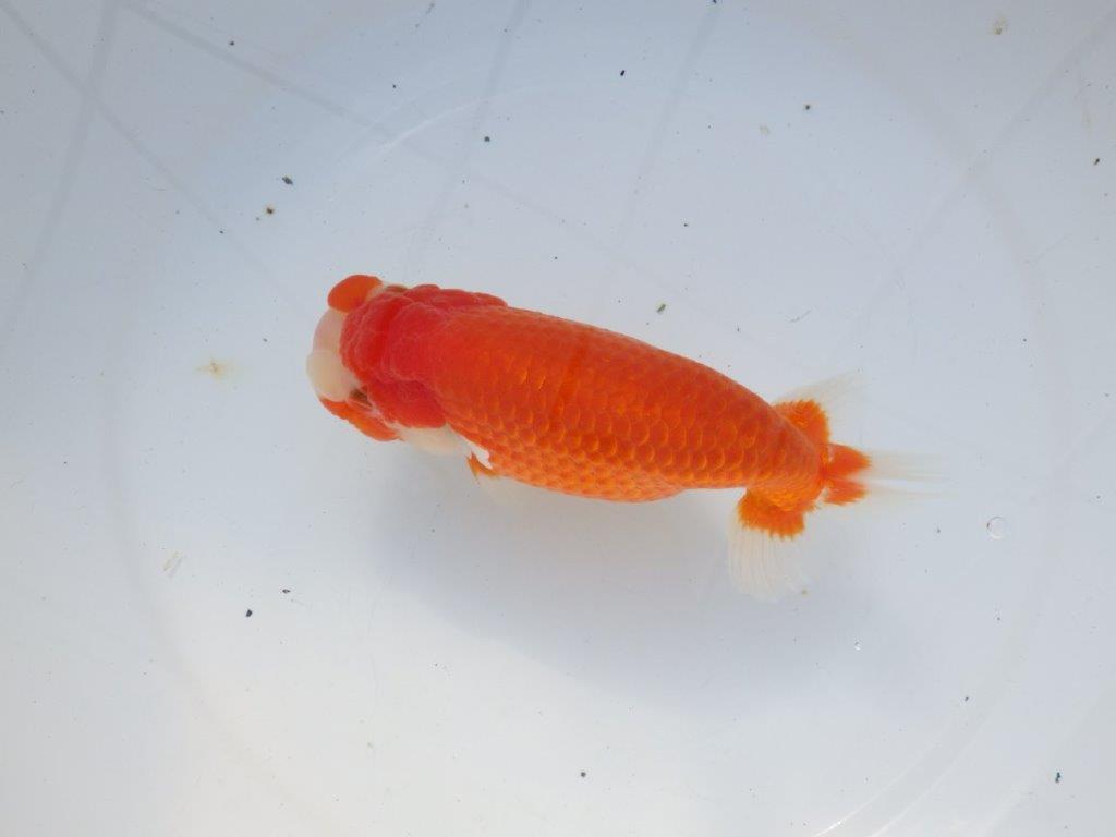 【愛知 石黒英明 氏】迫力のサイズ感！！明け二歳らんちゅう 約16㎝メス？