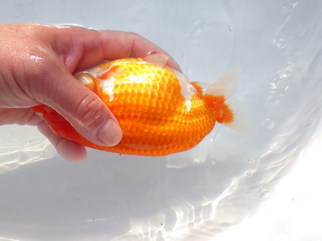 【愛知 石黒英明 氏】迫力のサイズ感！！明け二歳らんちゅう 約16㎝メス？