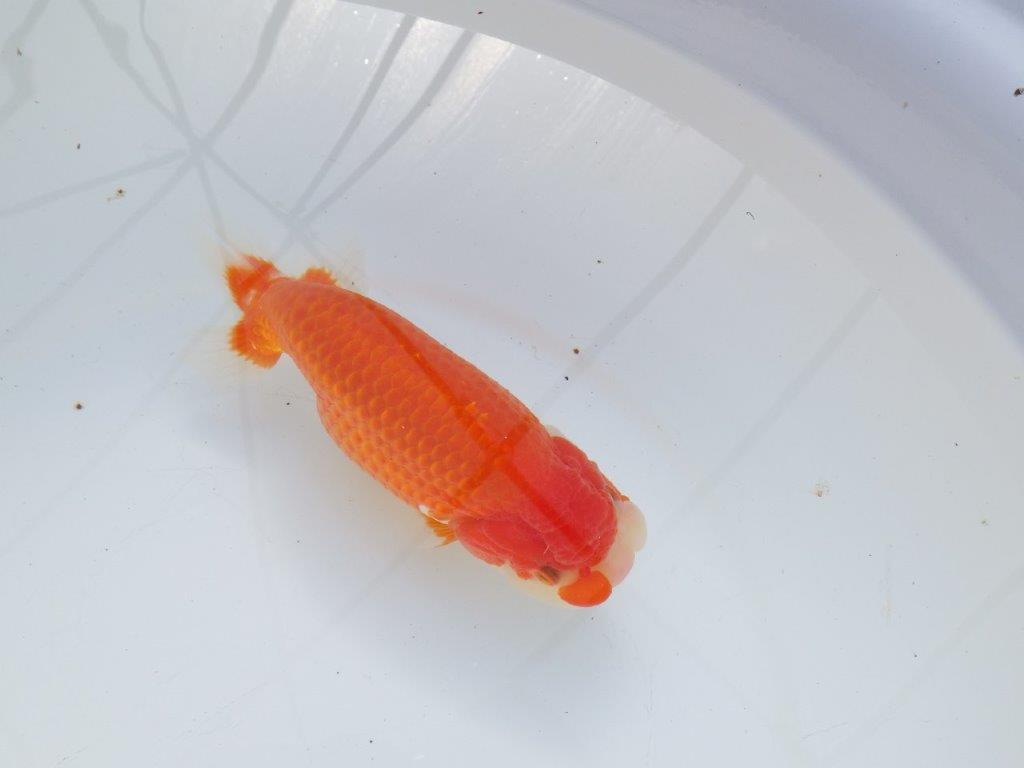 【愛知 石黒英明 氏】迫力のサイズ感！！明け二歳らんちゅう 約16㎝メス？