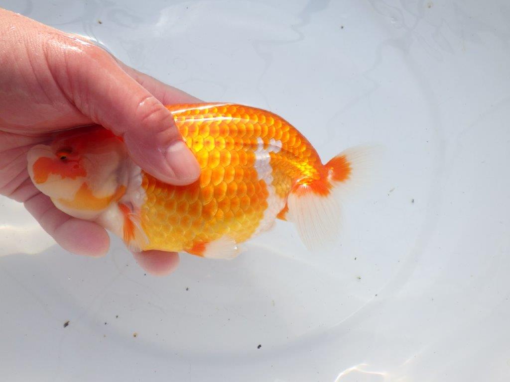 【愛知 石黒英明 氏】迫力のサイズ感！！明け二歳らんちゅう 約16㎝メス？