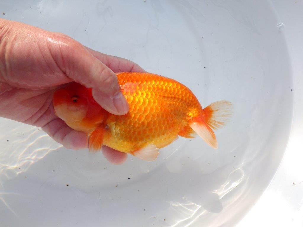 【愛知 石黒英明 氏】大きいサイズ！！明け二歳らんちゅう 約16㎝メス？