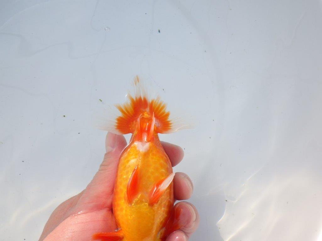 【愛知 石黒英明 氏】成長次第で！！明け二歳らんちゅう 約14㎝オス？