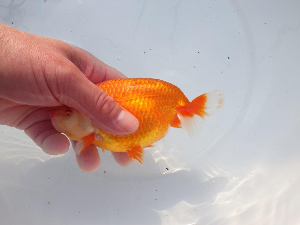 【愛知 石黒英明 氏】成長次第で！！明け二歳らんちゅう 約14㎝オス？