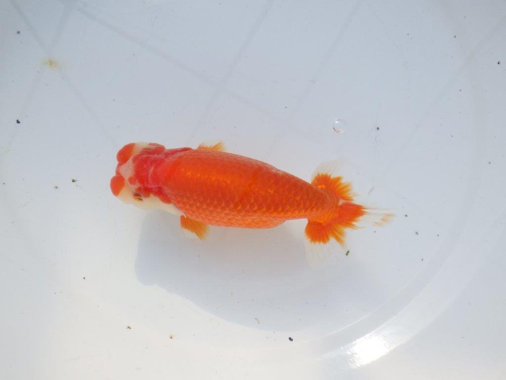 【愛知 石黒英明 氏】成長次第で！！明け二歳らんちゅう 約14㎝オス？