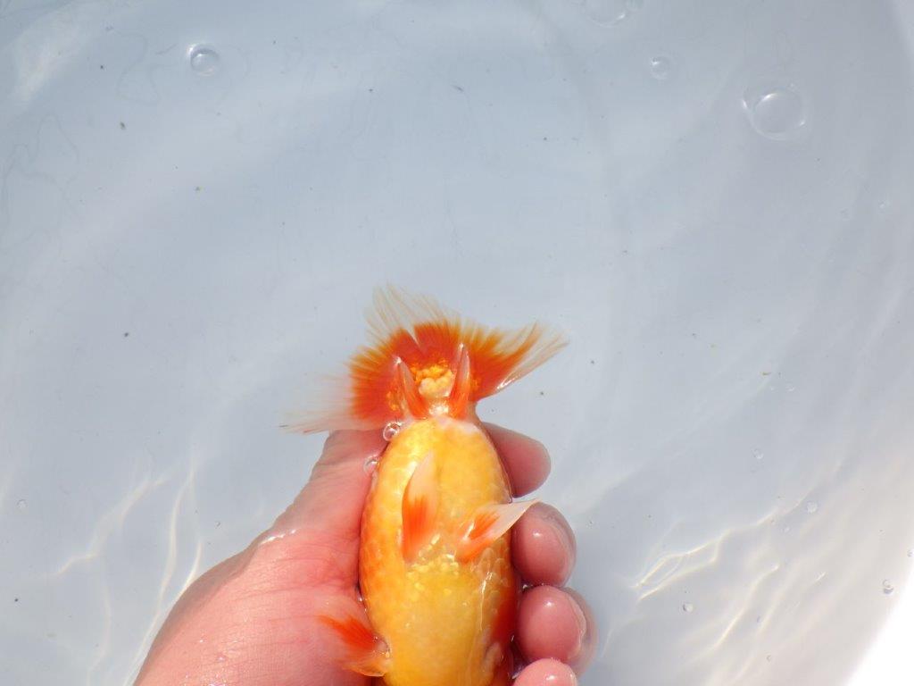 【愛知 石黒英明 氏】二歳会などに向けて！？明け二歳らんちゅう 約13,5㎝オス？