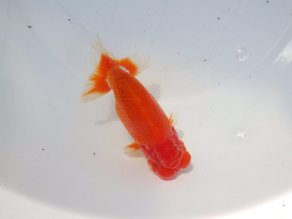 【愛知 石黒英明 氏】二歳会などに向けて！？明け二歳らんちゅう 約13,5㎝オス？