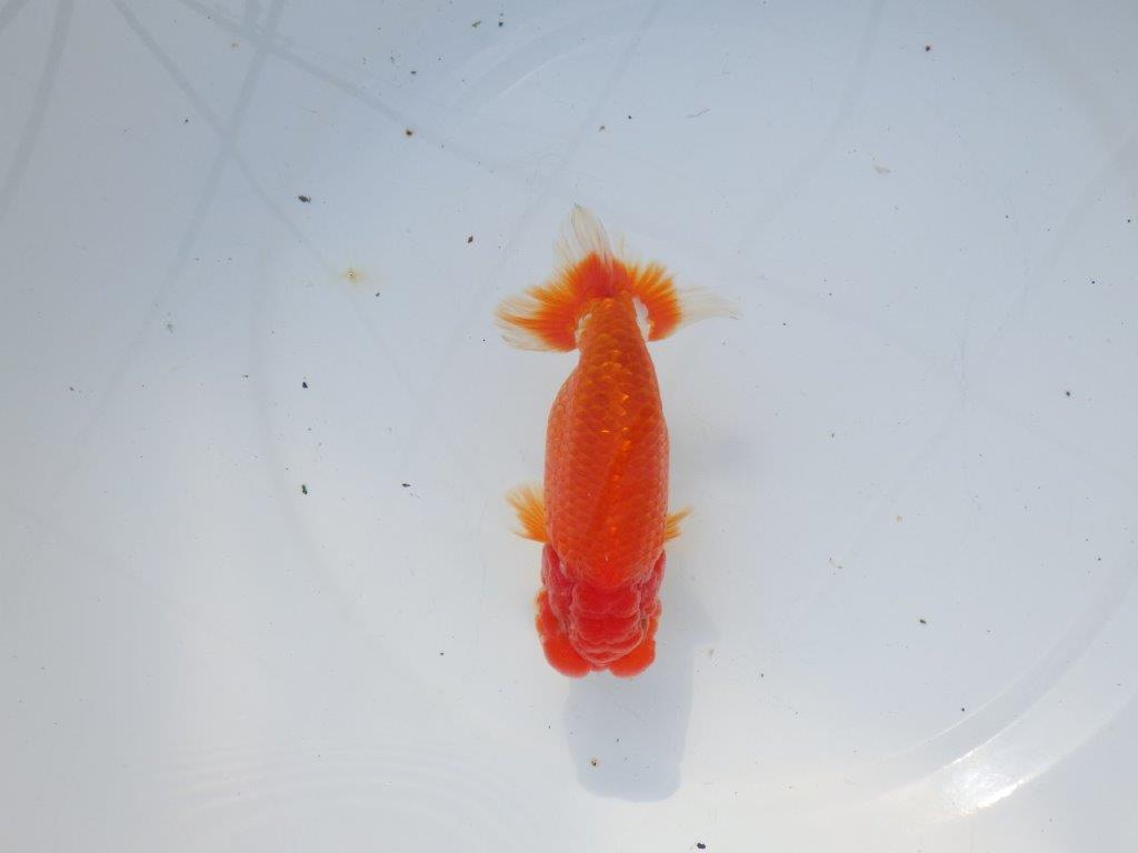 【愛知 石黒英明 氏】二歳会などに向けて！？明け二歳らんちゅう 約13,5㎝オス？