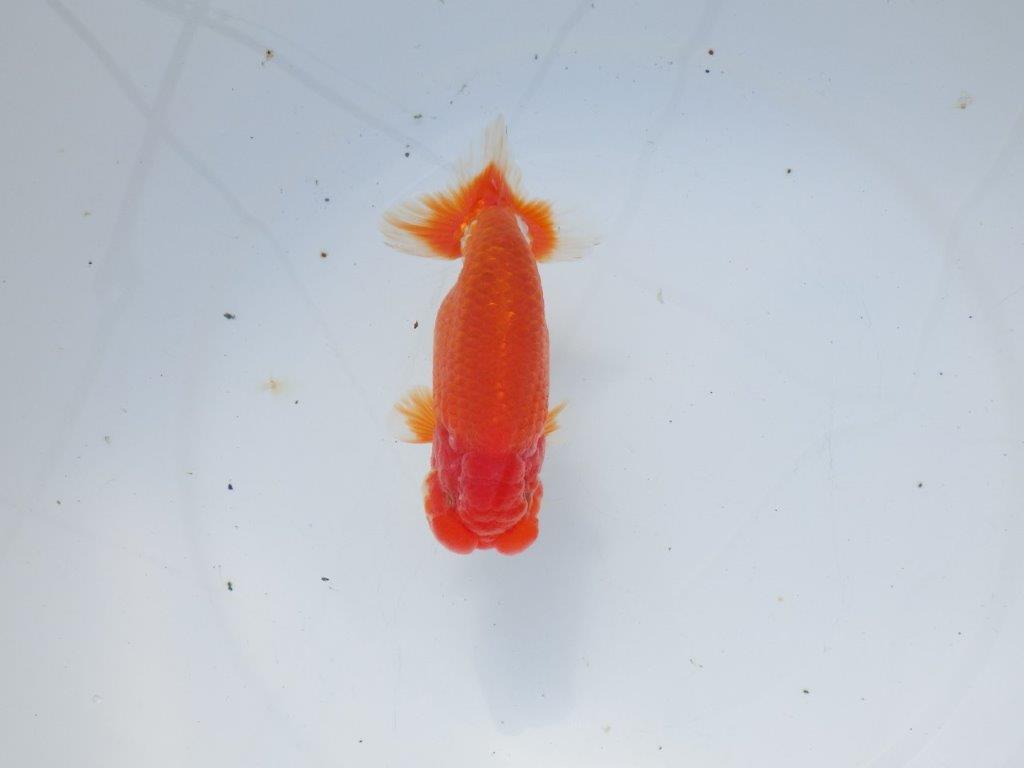 【愛知 石黒英明 氏】二歳会などに向けて！？明け二歳らんちゅう 約13,5㎝オス？