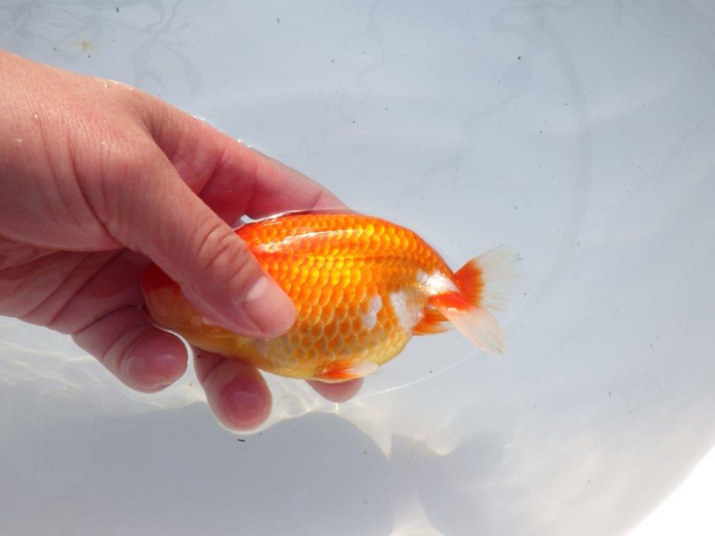 【愛知 石黒英明 氏】二歳会などに向けて！？明け二歳らんちゅう 約13,5㎝オス？