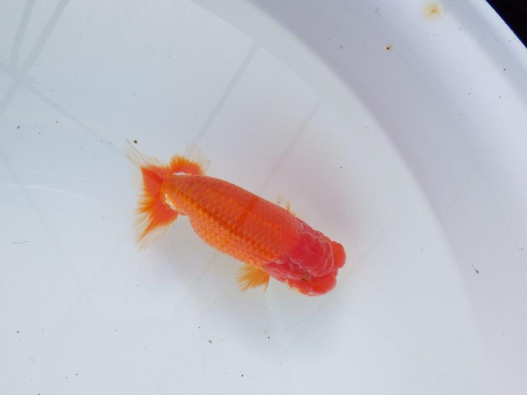 【愛知 石黒英明 氏】二歳会などに向けて！？明け二歳らんちゅう 約13,5㎝オス？