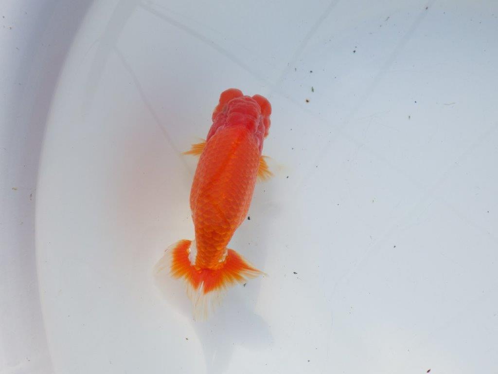 【愛知 石黒英明 氏】二歳会などに向けて！？明け二歳らんちゅう 約13,5㎝オス？