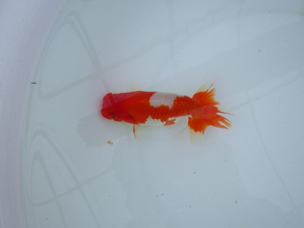 【愛知 石丸満春 氏】紅色の濃い健康的な発色が楽しめる　 約13㎝オス？