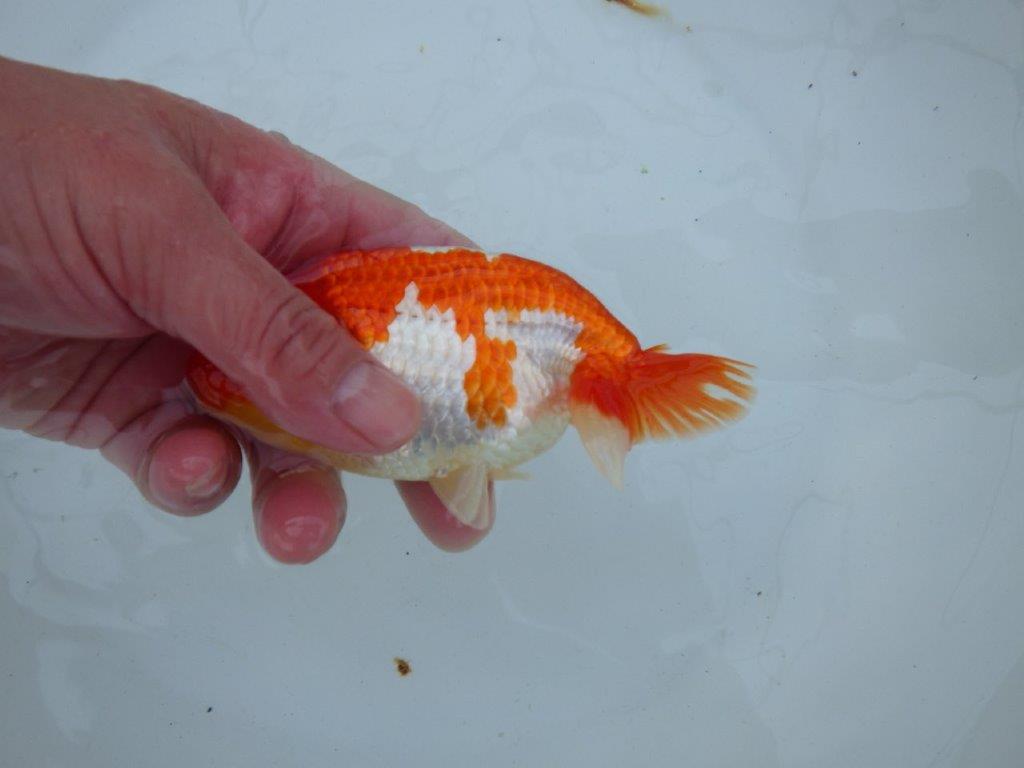 【愛知 石丸満春 氏】紅色の濃い健康的な発色が楽しめる　 約13㎝オス？