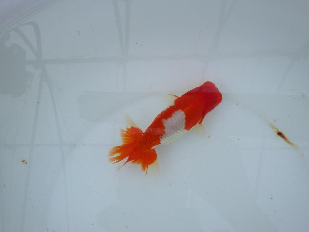 【愛知 石丸満春 氏】紅色の濃い健康的な発色が楽しめる　 約13㎝オス？