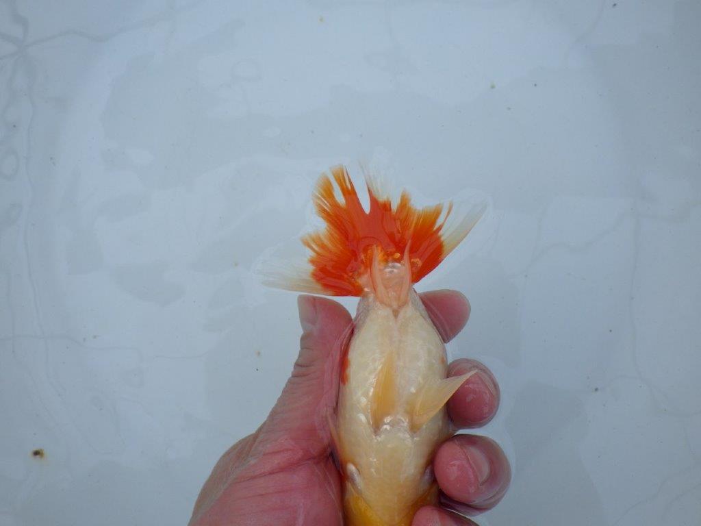 【愛知 石丸満春 氏】紅色の濃い健康的な発色が楽しめる　 約13㎝オス？