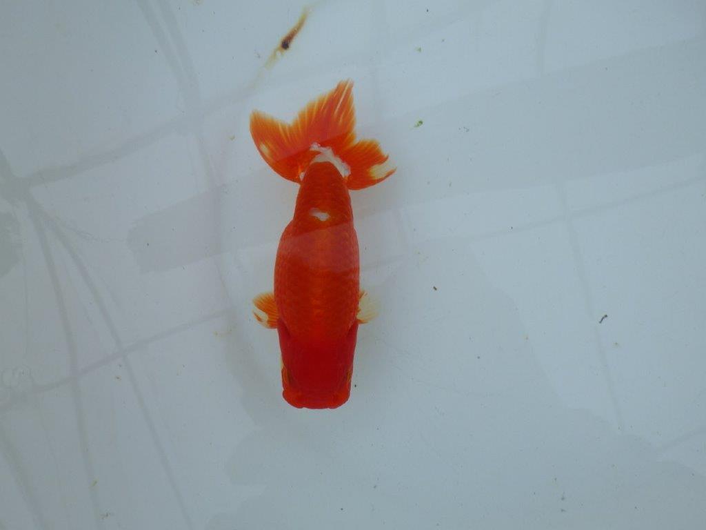 【愛知 石丸満春 氏】水槽映えする美しい色合い　 約13,5㎝オス？