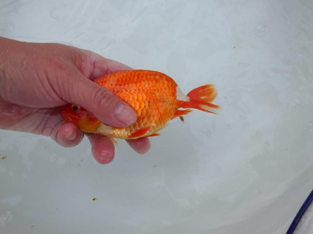 【愛知 石丸満春 氏】水槽映えする美しい色合い　 約13,5㎝オス？