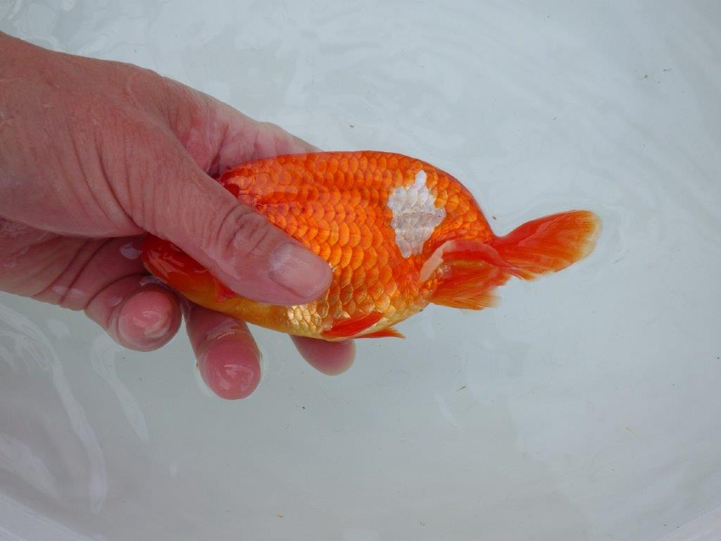 【愛知 石丸満春 氏】静止画像が上手に撮れませんでした・・　 約15,5㎝オス？