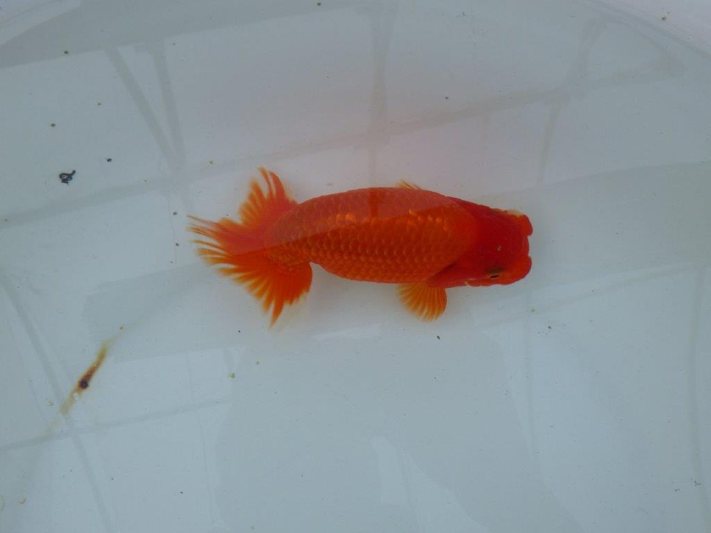 【愛知 石丸満春 氏】系統違いの種にもお勧め！　 約14,5㎝オス？