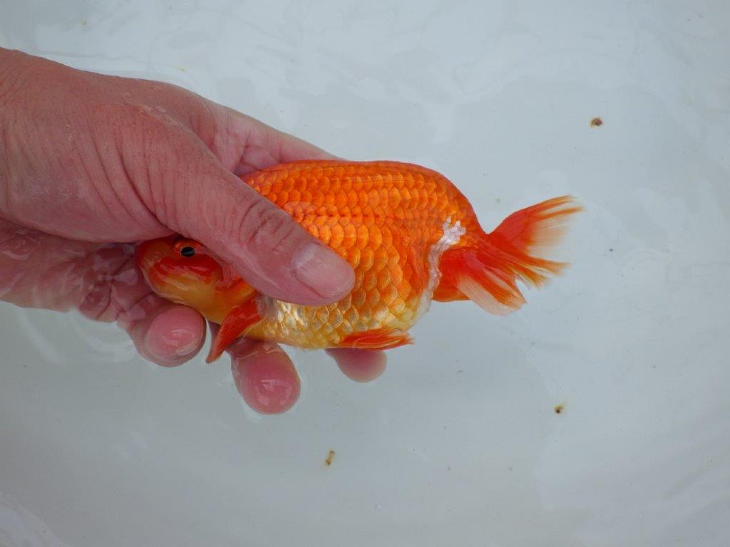 【愛知 石丸満春 氏】系統違いの種にもお勧め！　 約14,5㎝オス？