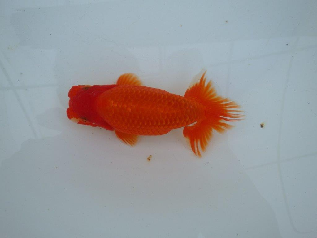 【愛知 石丸満春 氏】系統違いの種にもお勧め！　 約14,5㎝オス？