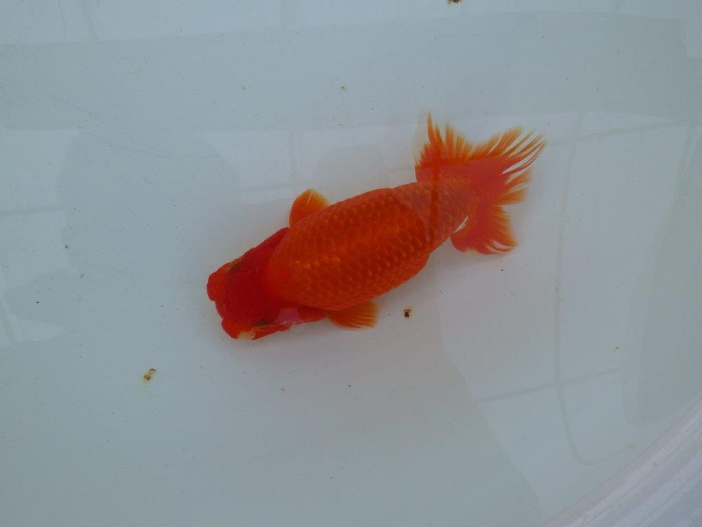 【愛知 石丸満春 氏】系統違いの種にもお勧め！　 約14,5㎝オス？の上身