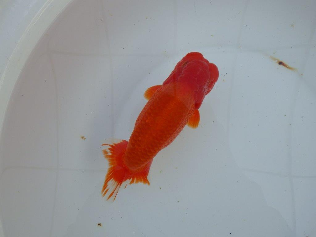 【愛知 石丸満春 氏】大迫力の三歳？らんちゅう　 約18㎝オス？