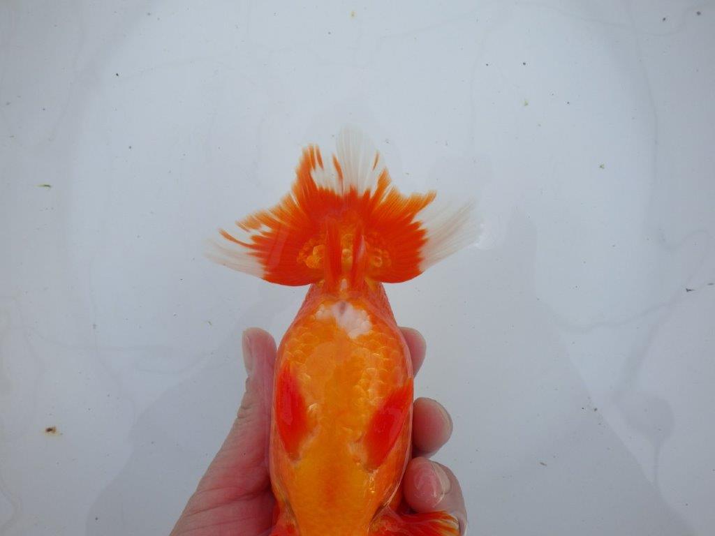 【愛知 石丸満春 氏】大迫力の三歳？らんちゅう　 約18㎝オス？