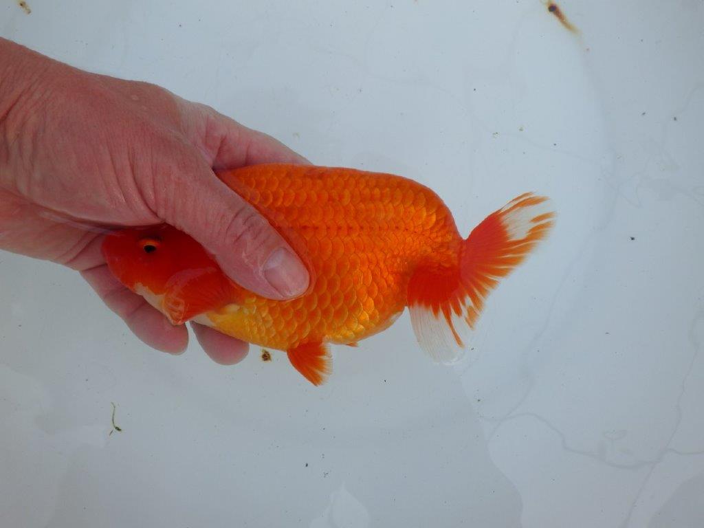 【愛知 石丸満春 氏】大迫力の三歳？らんちゅう　 約18㎝オス？