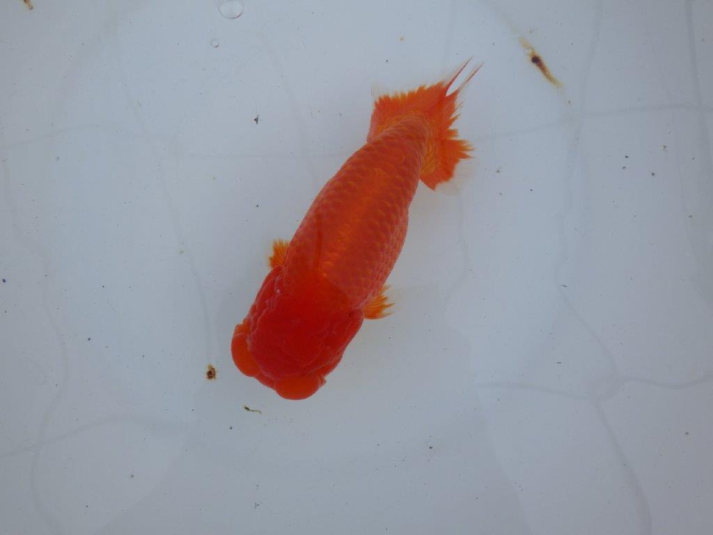 【愛知 石丸満春 氏】こちらも大迫力の三歳？らんちゅう　 約18㎝オス？