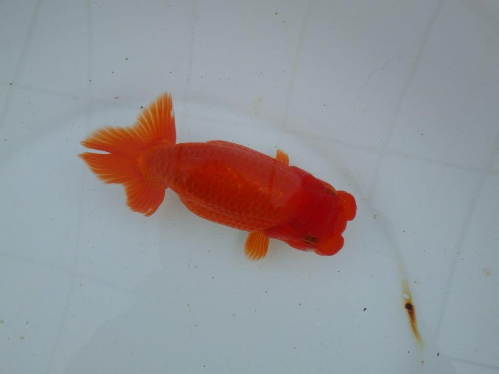 【愛知 石丸満春 氏】種にもお勧めしたい上質らんちゅう　 約14,5㎝オス？