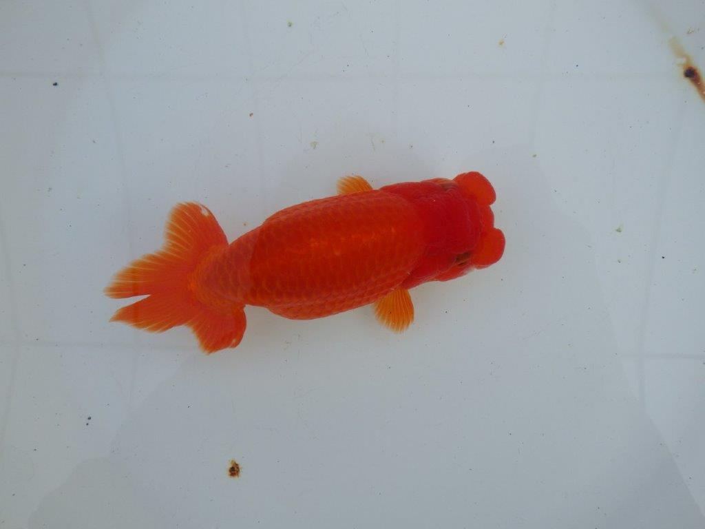 【愛知 石丸満春 氏】種にもお勧めしたい上質らんちゅう　 約14,5㎝オス？