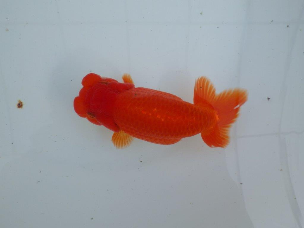 【愛知 石丸満春 氏】種にもお勧めしたい上質らんちゅう　 約14,5㎝オス？