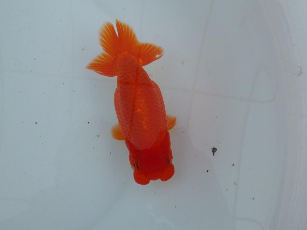 【愛知 石丸満春 氏】種にもお勧めしたい上質らんちゅう　 約14,5㎝オス？