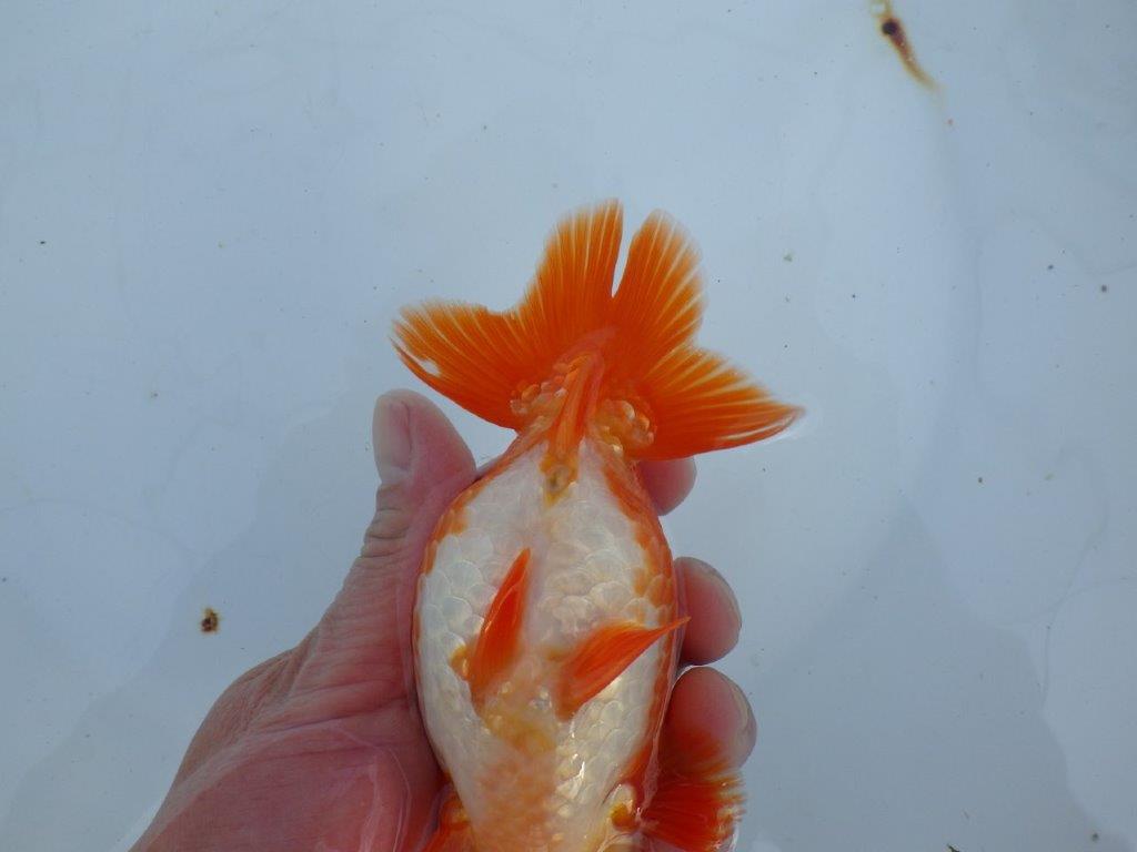 【愛知 石丸満春 氏】種にもお勧めしたい上質らんちゅう　 約14,5㎝オス？