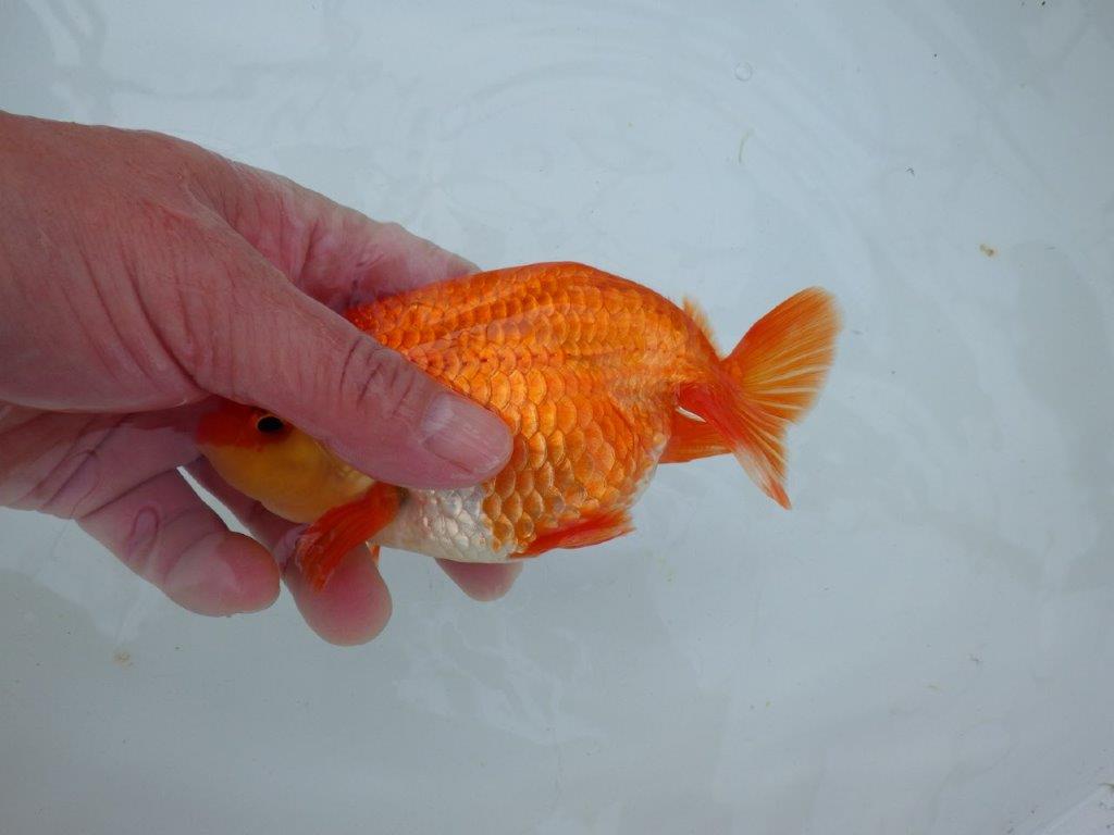 【愛知 石丸満春 氏】雰囲気が良い上物らんちゅう　 約14,5㎝オス？