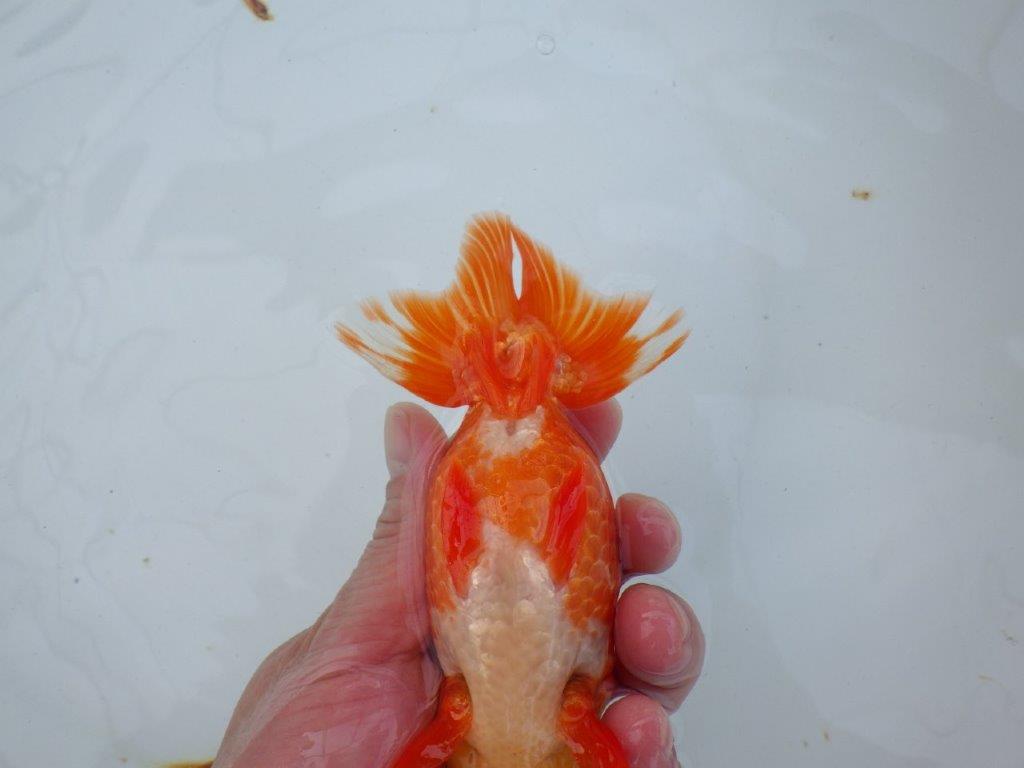 【愛知 石丸満春 氏】雰囲気が良い上物らんちゅう　 約14,5㎝オス？