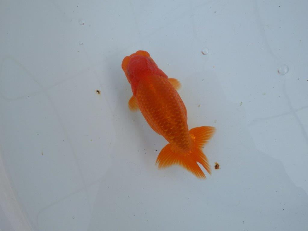 【愛知 石丸満春 氏】素晴らしい雰囲気!上物らんちゅう　 約13㎝オス？