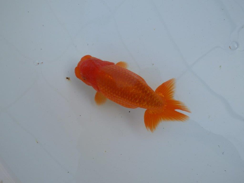 【愛知 石丸満春 氏】素晴らしい雰囲気!上物らんちゅう　 約13㎝オス？