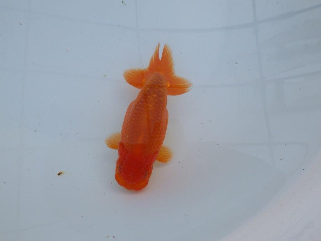 【愛知 石丸満春 氏】素晴らしい雰囲気!上物らんちゅう　 約13㎝オス？